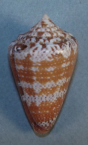 Conus cedonulli 50.04mm beautiful rare specimen tobago cays, saint vincent