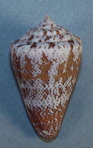 Conus cedonulli 45.59mm beautiful rare specimen tobago cays, saint vincent